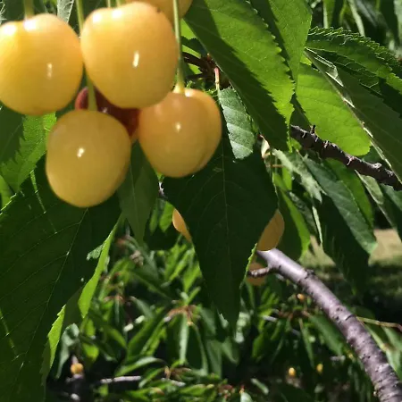 Nyaraló A Charming And Peaceful Summer 400m From The Sea *