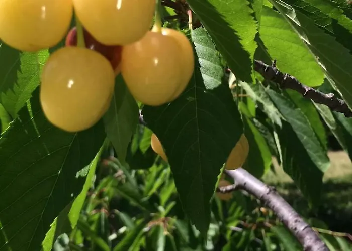 Semesterbostad A Charming And Peaceful Summer 400m From The Sea *